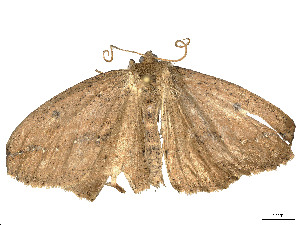  ( - CBG-A54467-A03)  @11 [ ] CreativeCommons - Attribution (2024) CBG Photography Group Centre for Biodiversity Genomics