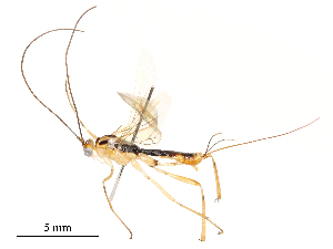  ( - CBG-A54467-E08)  @11 [ ] CreativeCommons - Attribution Share - Alike (2024) CBG Photography Group Centre for Biodiversity Genomics