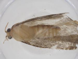  ( - CBG-A54892-C10)  @11 [ ] CreativeCommons - Attribution Share - Alike (2024) Centre for Biodiversity Genomics Centre for Biodiversity Genomics