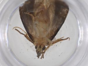  ( - CBG-A54892-E08)  @11 [ ] CreativeCommons - Attribution Share - Alike (2024) Centre for Biodiversity Genomics Centre for Biodiversity Genomics