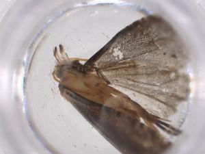  ( - CBG-A54897-D08)  @11 [ ] CreativeCommons - Attribution Share - Alike (2024) Centre for Biodiversity Genomics Centre for Biodiversity Genomics