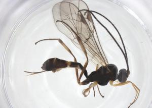  ( - CBG-A54899-H08)  @11 [ ] CreativeCommons - Attribution Share - Alike (2024) Centre for Biodiversity Genomics Centre for Biodiversity Genomics