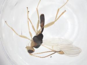  (Leiophron malaise1041 - CBG-A54901-H08)  @11 [ ] CreativeCommons - Attribution Share - Alike (2024) Centre for Biodiversity Genomics Centre for Biodiversity Genomics