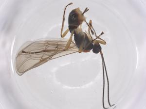  ( - CBG-A54971-B10)  @11 [ ] CreativeCommons - Attribution Share - Alike (2024) Centre for Biodiversity Genomics Centre for Biodiversity Genomics