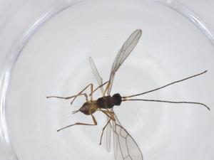  ( - CBG-A54980-D03)  @11 [ ] CreativeCommons - Attribution Share - Alike (2024) Centre for Biodiversity Genomics Centre for Biodiversity Genomics