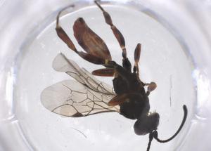  ( - CBG-A54981-E12)  @11 [ ] CreativeCommons - Attribution Share - Alike (2024) Centre for Biodiversity Genomics Centre for Biodiversity Genomics