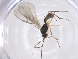  ( - CBG-A54990-G10)  @11 [ ] CreativeCommons - Attribution Share - Alike (2024) Centre for Biodiversity Genomics Centre for Biodiversity Genomics