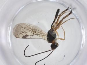  ( - CBG-A54993-D08)  @11 [ ] CreativeCommons - Attribution Share - Alike (2024) Centre for Biodiversity Genomics Centre for Biodiversity Genomics