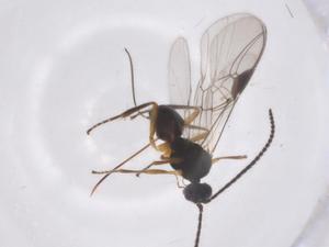  ( - CBG-A54997-B06)  @11 [ ] CreativeCommons - Attribution Share - Alike (2024) Centre for Biodiversity Genomics Centre for Biodiversity Genomics