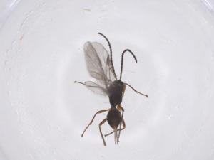  ( - CBG-A55000-F09)  @11 [ ] CreativeCommons - Attribution Share - Alike (2024) Centre for Biodiversity Genomics Centre for Biodiversity Genomics