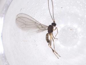  ( - CBG-A55000-G08)  @11 [ ] CreativeCommons - Attribution Share - Alike (2024) Centre for Biodiversity Genomics Centre for Biodiversity Genomics