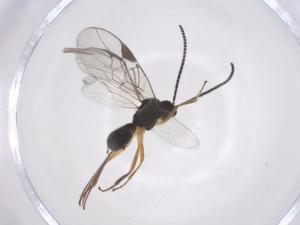  ( - CBG-A55006-C05)  @11 [ ] CreativeCommons - Attribution Share - Alike (2024) Centre for Biodiversity Genomics Centre for Biodiversity Genomics