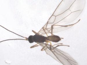  ( - CBG-A55010-A12)  @11 [ ] CreativeCommons - Attribution Share - Alike (2024) Centre for Biodiversity Genomics Centre for Biodiversity Genomics