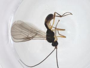  ( - CBG-A55012-A11)  @11 [ ] CreativeCommons - Attribution Share - Alike (2024) Centre for Biodiversity Genomics Centre for Biodiversity Genomics