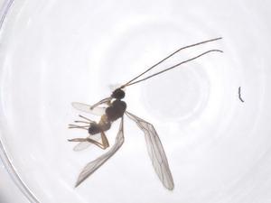  ( - CBG-A55013-H09)  @11 [ ] CreativeCommons - Attribution Share - Alike (2024) Centre for Biodiversity Genomics Centre for Biodiversity Genomics