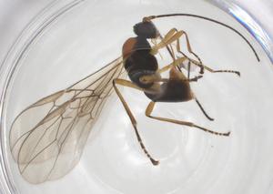  ( - CBG-A55019-H02)  @11 [ ] CreativeCommons - Attribution Share - Alike (2024) Centre for Biodiversity Genomics Centre for Biodiversity Genomics