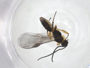  ( - CBG-A55023-H07)  @11 [ ] CreativeCommons - Attribution Share - Alike (2024) Centre for Biodiversity Genomics Centre for Biodiversity Genomics