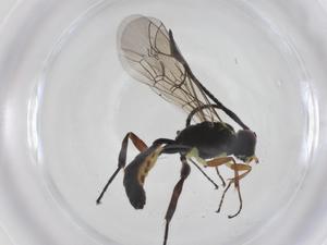  ( - CBG-A55069-B06)  @11 [ ] CreativeCommons - Attribution Share - Alike (2024) Centre for Biodiversity Genomics Centre for Biodiversity Genomics