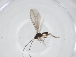  ( - CBG-A55072-E09)  @11 [ ] CreativeCommons - Attribution Share - Alike (2024) Centre for Biodiversity Genomics Centre for Biodiversity Genomics