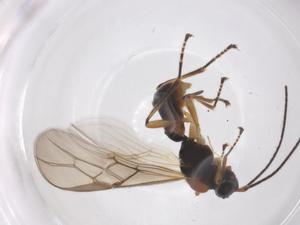  ( - CBG-A55073-A07)  @11 [ ] CreativeCommons - Attribution Share - Alike (2024) Centre for Biodiversity Genomics Centre for Biodiversity Genomics