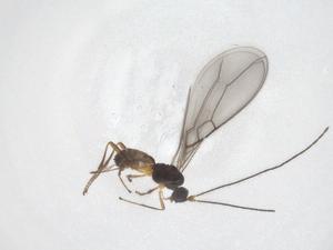  ( - CBG-A55088-A12)  @11 [ ] CreativeCommons - Attribution Share - Alike (2024) Centre for Biodiversity Genomics Centre for Biodiversity Genomics