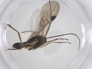  ( - CBG-A55094-B07)  @11 [ ] CreativeCommons - Attribution Share - Alike (2024) Centre for Biodiversity Genomics Centre for Biodiversity Genomics