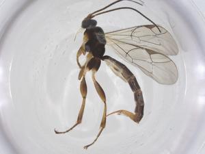  ( - CBG-A55106-F04)  @11 [ ] CreativeCommons - Attribution Share - Alike (2024) Centre for Biodiversity Genomics Centre for Biodiversity Genomics