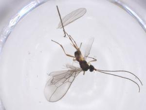  ( - CBG-A56122-E06)  @11 [ ] CreativeCommons - Attribution Share - Alike (2024) Centre for Biodiversity Genomics Centre for Biodiversity Genomics