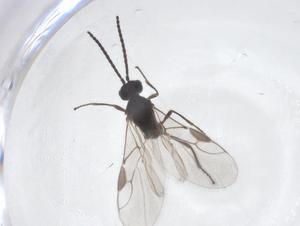  ( - CBG-A56129-G09)  @11 [ ] CreativeCommons - Attribution Share - Alike (2024) Centre for Biodiversity Genomics Centre for Biodiversity Genomics