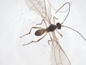  ( - CBG-A56131-B01)  @11 [ ] CreativeCommons - Attribution Share - Alike (2024) Centre for Biodiversity Genomics Centre for Biodiversity Genomics