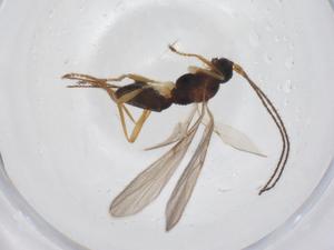  ( - CBG-A56144-D09)  @11 [ ] CreativeCommons - Attribution Share - Alike (2024) Centre for Biodiversity Genomics Centre for Biodiversity Genomics