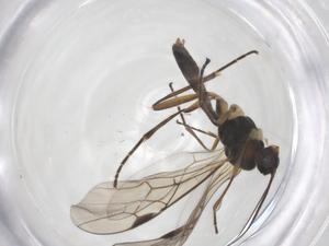  ( - CBG-A56148-H03)  @11 [ ] CreativeCommons - Attribution Share - Alike (2024) Centre for Biodiversity Genomics Centre for Biodiversity Genomics