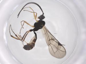  ( - CBG-A56149-A08)  @11 [ ] CreativeCommons - Attribution Share - Alike (2024) Centre for Biodiversity Genomics Centre for Biodiversity Genomics