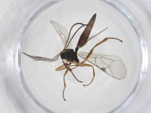  ( - CBG-A56153-F06)  @11 [ ] CreativeCommons - Attribution Share - Alike (2024) Centre for Biodiversity Genomics Centre for Biodiversity Genomics