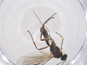  ( - CBG-A56157-F02)  @11 [ ] CreativeCommons - Attribution Share - Alike (2024) Centre for Biodiversity Genomics Centre for Biodiversity Genomics