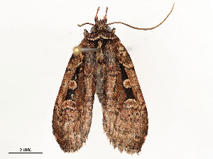  ( - CBG-A51934-D07)  @11 [ ] CreativeCommons - Attribution Share - Alike (2024) CBG Photography Group Centre for Biodiversity Genomics