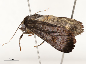  ( - CBG-A51934-D09)  @11 [ ] CreativeCommons - Attribution Share - Alike (2024) CBG Photography Group Centre for Biodiversity Genomics