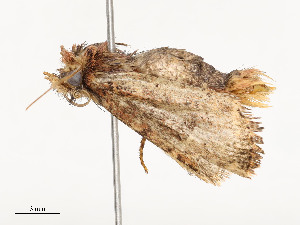  ( - CBG-A51934-E01)  @11 [ ] CreativeCommons - Attribution Share - Alike (2024) CBG Photography Group Centre for Biodiversity Genomics