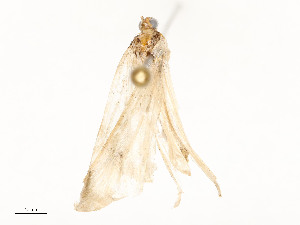  ( - CBG-A51934-E06)  @11 [ ] CreativeCommons - Attribution Share - Alike (2024) CBG Photography Group Centre for Biodiversity Genomics