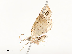  ( - CBG-A51934-E12)  @11 [ ] CreativeCommons - Attribution Share - Alike (2024) CBG Photography Group Centre for Biodiversity Genomics