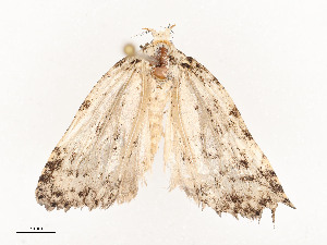  ( - CBG-A51935-C02)  @11 [ ] CreativeCommons - Attribution Share - Alike (2024) CBG Photography Group Centre for Biodiversity Genomics