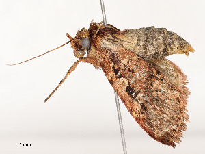  ( - CBG-A51935-C04)  @11 [ ] CreativeCommons - Attribution Share - Alike (2024) CBG Photography Group Centre for Biodiversity Genomics