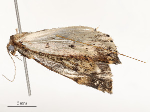  ( - CBG-A51935-C07)  @11 [ ] CreativeCommons - Attribution Share - Alike (2024) CBG Photography Group Centre for Biodiversity Genomics