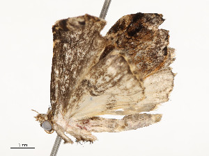  ( - CBG-A51935-D02)  @11 [ ] CreativeCommons - Attribution Share - Alike (2024) CBG Photography Group Centre for Biodiversity Genomics