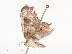  ( - CBG-A51935-D04)  @11 [ ] CreativeCommons - Attribution Share - Alike (2024) CBG Photography Group Centre for Biodiversity Genomics