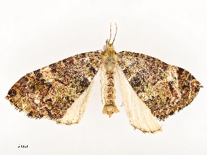  ( - CBG-A51935-D06)  @11 [ ] CreativeCommons - Attribution Share - Alike (2024) CBG Photography Group Centre for Biodiversity Genomics