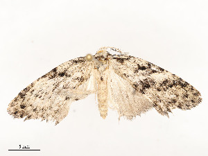  ( - CBG-A51935-D07)  @11 [ ] CreativeCommons - Attribution Share - Alike (2024) CBG Photography Group Centre for Biodiversity Genomics