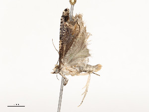  ( - CBG-A51935-G03)  @11 [ ] CreativeCommons - Attribution Share - Alike (2024) CBG Photography Group Centre for Biodiversity Genomics