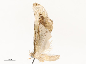  ( - CBG-A51936-B04)  @11 [ ] CreativeCommons - Attribution Share - Alike (2024) CBG Photography Group Centre for Biodiversity Genomics