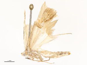  ( - CBG-A51936-C09)  @11 [ ] CreativeCommons - Attribution Share - Alike (2024) CBG Photography Group Centre for Biodiversity Genomics